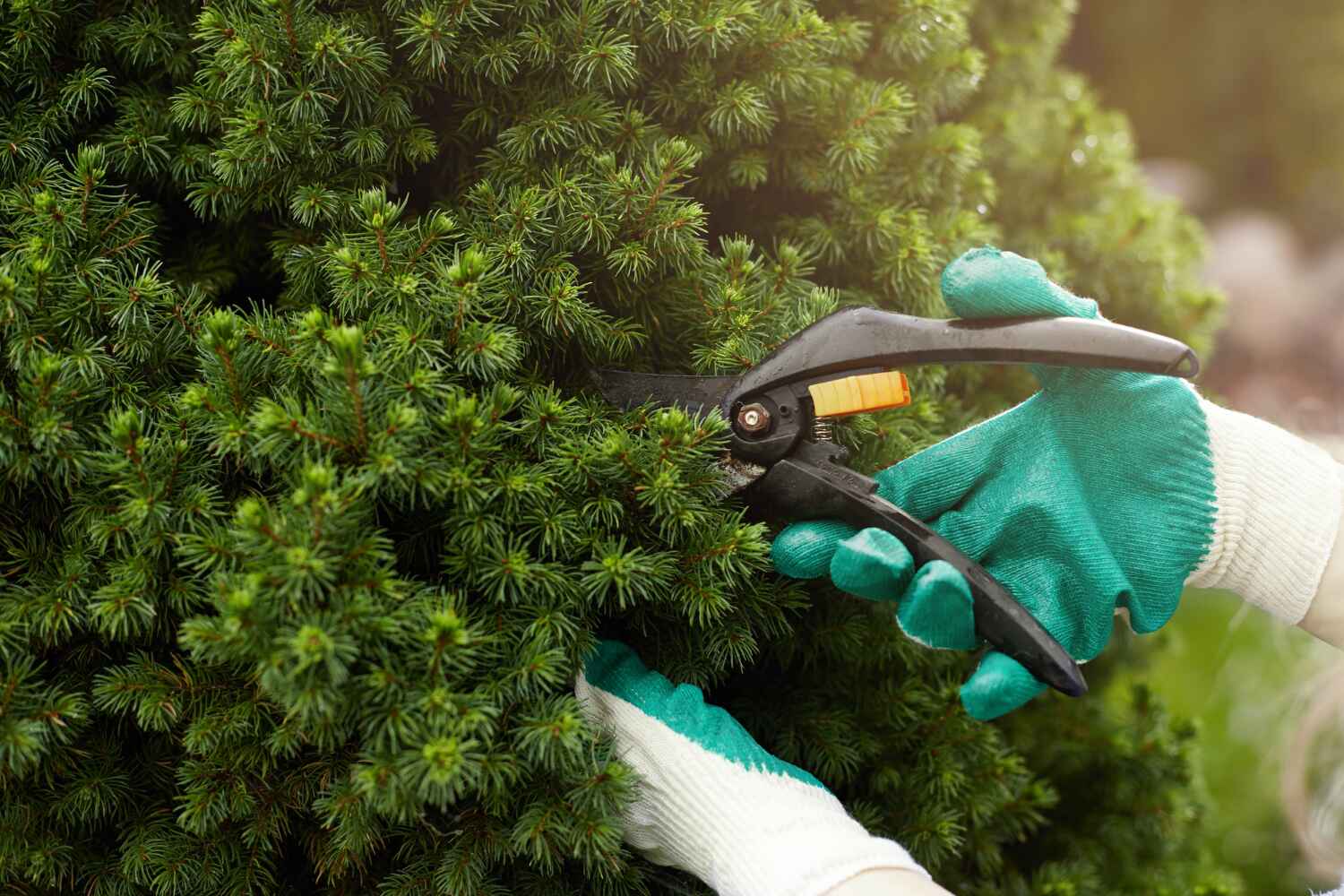 Best Tree Clearing Services  in USA